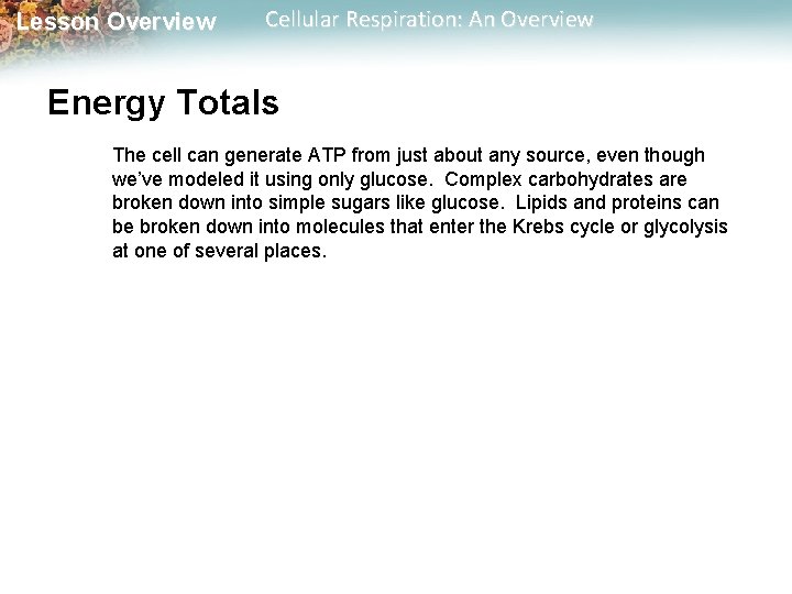 Lesson Overview Cellular Respiration: An Overview Energy Totals The cell can generate ATP from Lesson Overview Cellular Respiration: An Overview Energy Totals The cell can generate ATP from