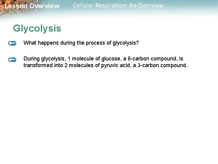 Lesson Overview Cellular Respiration: An Overview Glycolysis What happens during the process of glycolysis? Lesson Overview Cellular Respiration: An Overview Glycolysis What happens during the process of glycolysis?