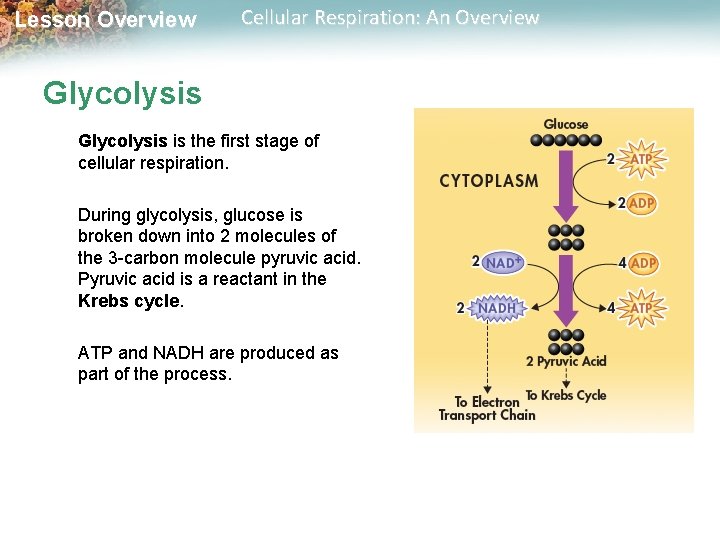 Lesson Overview Cellular Respiration: An Overview Glycolysis is the first stage of cellular respiration. Lesson Overview Cellular Respiration: An Overview Glycolysis is the first stage of cellular respiration.