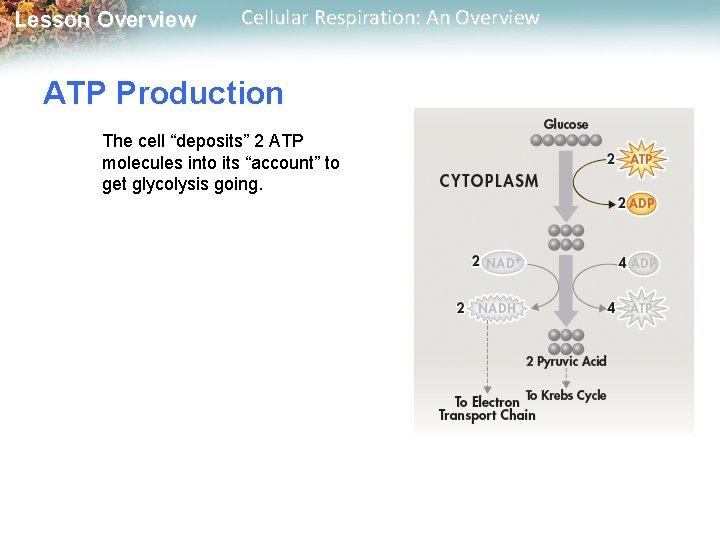 Lesson Overview Cellular Respiration: An Overview ATP Production The cell “deposits” 2 ATP molecules Lesson Overview Cellular Respiration: An Overview ATP Production The cell “deposits” 2 ATP molecules