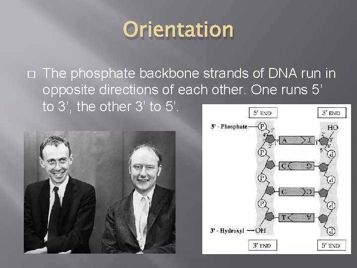 Orientation � The phosphate backbone strands of DNA run in opposite directions of each