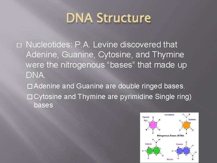 DNA Structure � Nucleotides: P. A. Levine discovered that Adenine, Guanine, Cytosine, and Thymine