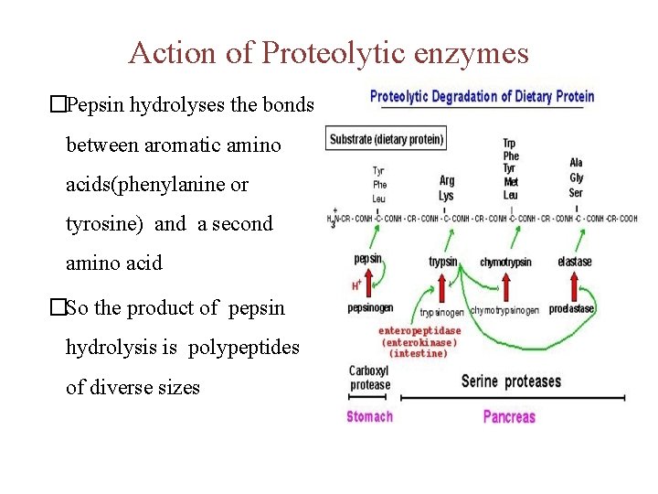 Action of Proteolytic enzymes �Pepsin hydrolyses the bonds between aromatic amino acids(phenylanine or tyrosine)