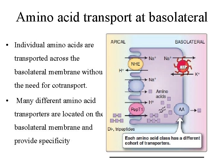 Amino acid transport at basolateral • Individual amino acids are transported across the basolateral
