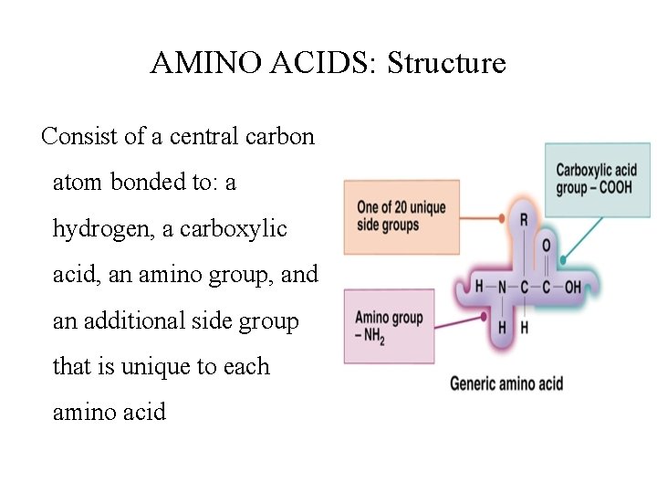 AMINO ACIDS: Structure Consist of a central carbon atom bonded to: a hydrogen, a