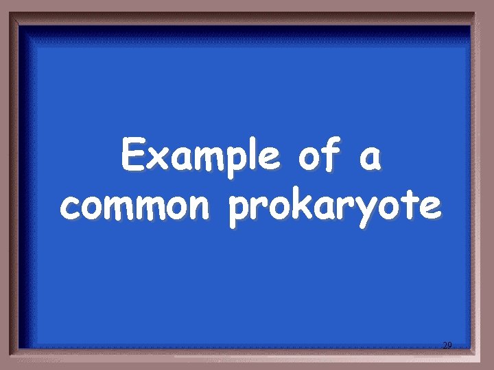 Example of a common prokaryote 29 