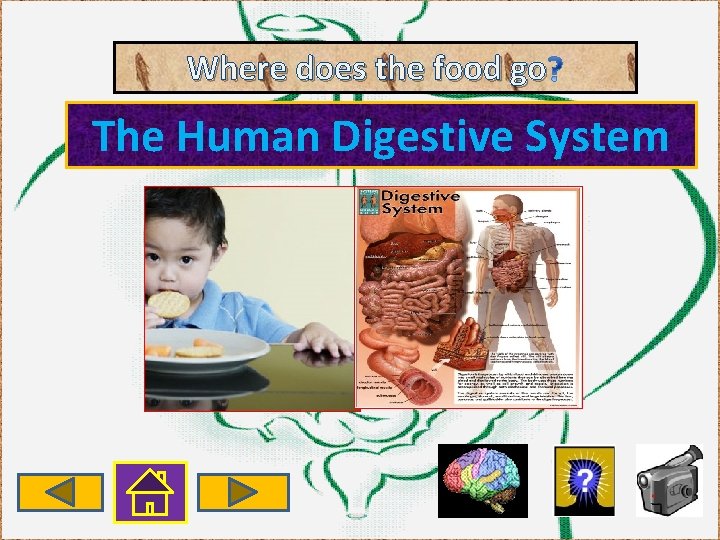 Where does the food go The Human Digestive System 