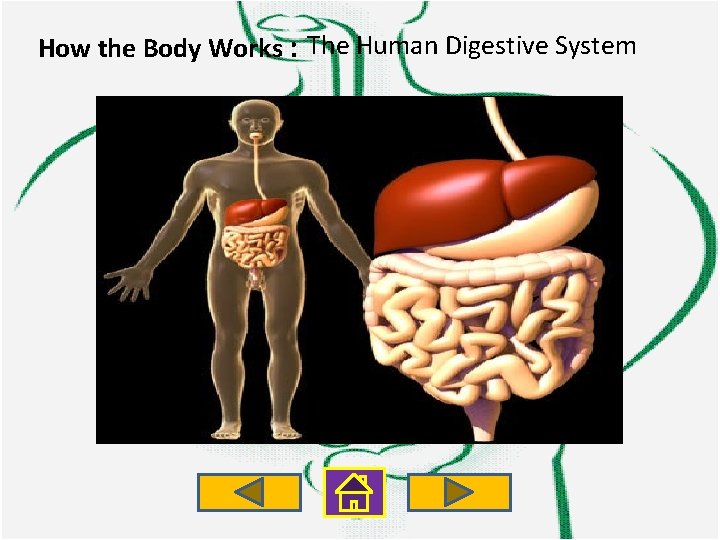 How the Body Works : The Human Digestive System 