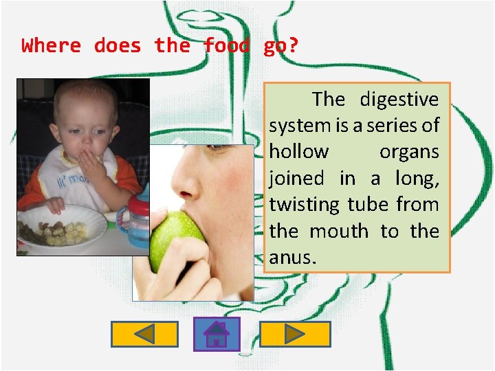 Where does the food go? The digestive system is a series of hollow organs