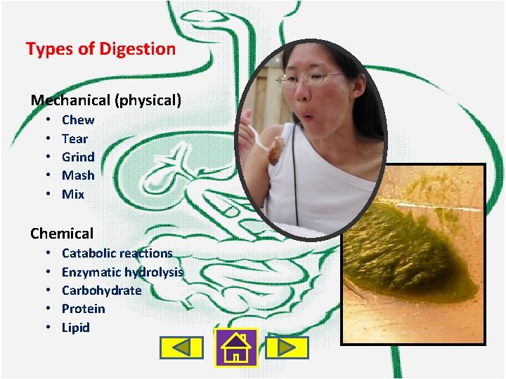 Types of Digestion Mechanical (physical) • • • Chew Tear Grind Mash Mix Chemical