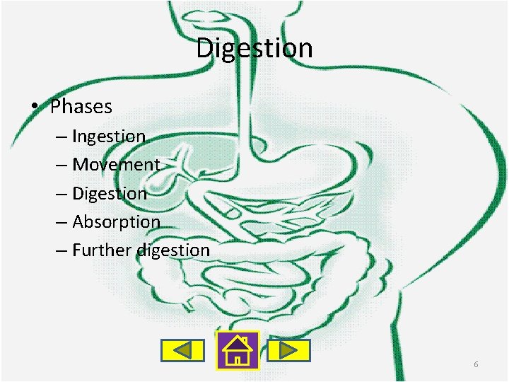 Digestion • Phases – Ingestion – Movement – Digestion – Absorption – Further digestion