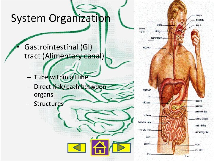 System Organization • Gastrointestinal (Gl) tract (Alimentary canal) – Tube within a tube –