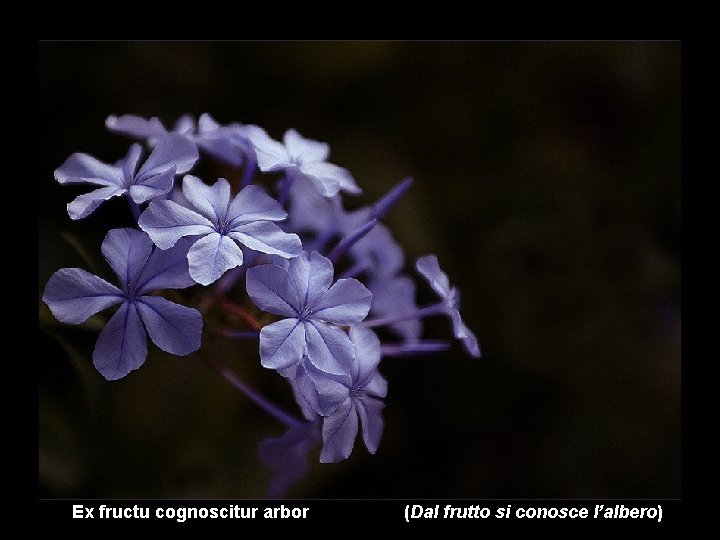 Ex fructu cognoscitur arbor (Dal frutto si conosce l’albero) 