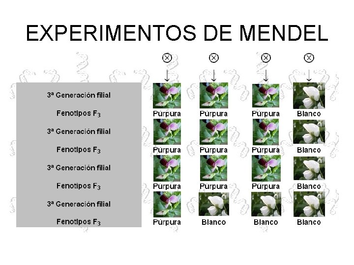 EXPERIMENTOS DE MENDEL 