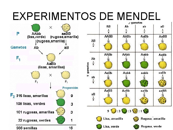 EXPERIMENTOS DE MENDEL 