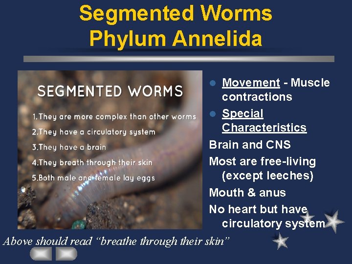 Segmented Worms Phylum Annelida Movement - Muscle contractions l Special Characteristics Brain and CNS