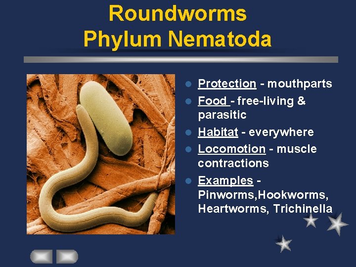 Roundworms Phylum Nematoda l l l Protection - mouthparts Food - free-living & parasitic