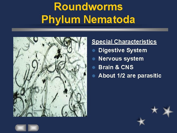 Roundworms Phylum Nematoda Special Characteristics l Digestive System l Nervous system l Brain &