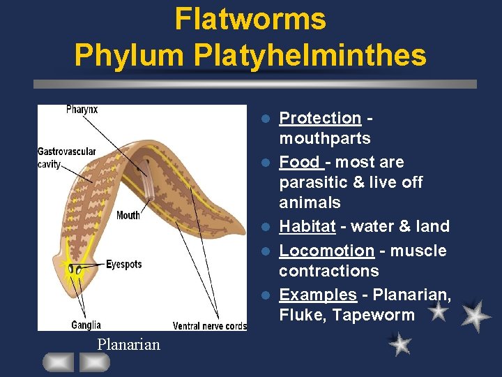 Flatworms Phylum Platyhelminthes l l l Planarian Protection mouthparts Food - most are parasitic