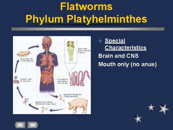 Flatworms Phylum Platyhelminthes Special Characteristics Brain and CNS Mouth only (no anus) l 