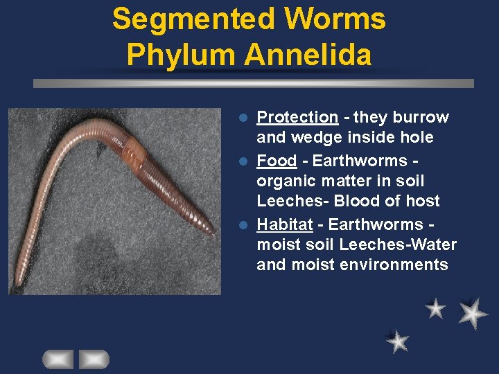 Segmented Worms Phylum Annelida Protection - they burrow and wedge inside hole l Food