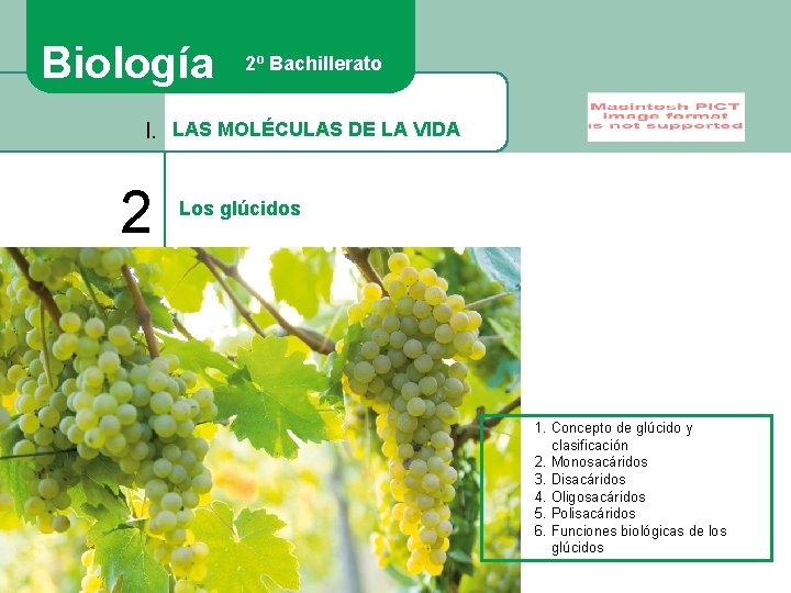 Biología 2º Bachillerato I. LAS MOLÉCULAS DE LA VIDA 2 Los glúcidos 1. Concepto