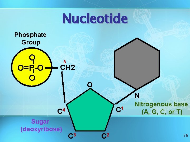 Nucleotide Phosphate Group O O=P-O O 5 CH 2 O N C 1 C