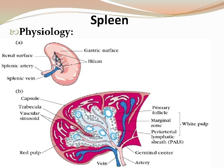  Physiology: Spleen 