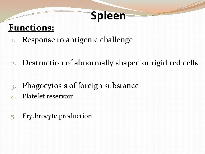 Functions: Spleen 1. Response to antigenic challenge 2. Destruction of abnormally shaped or rigid