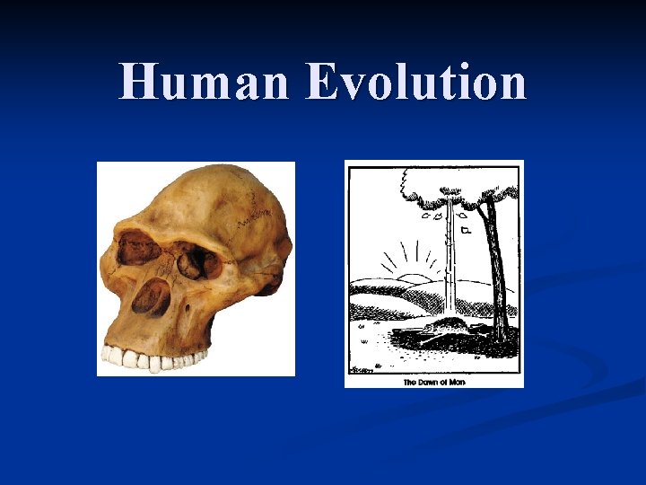 Human Evolution 