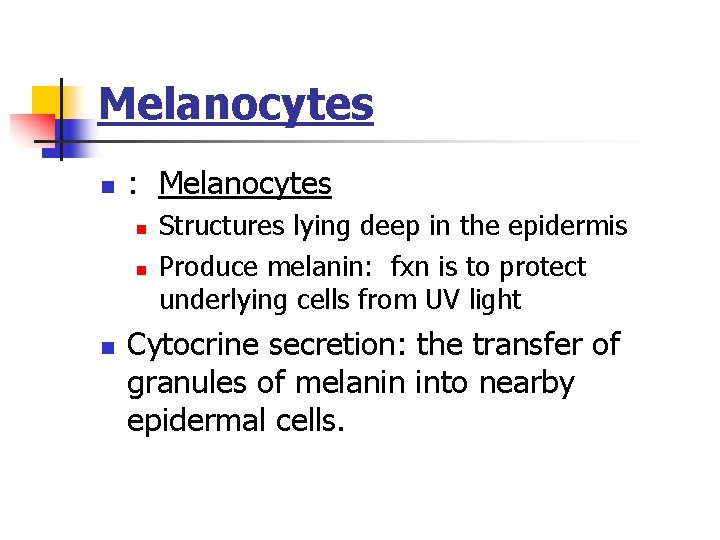 Melanocytes n : Melanocytes n n n Structures lying deep in the epidermis Produce