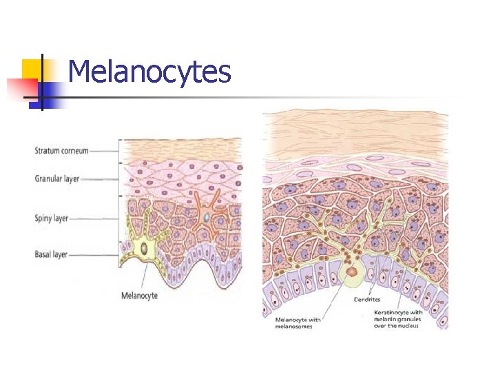 Melanocytes 