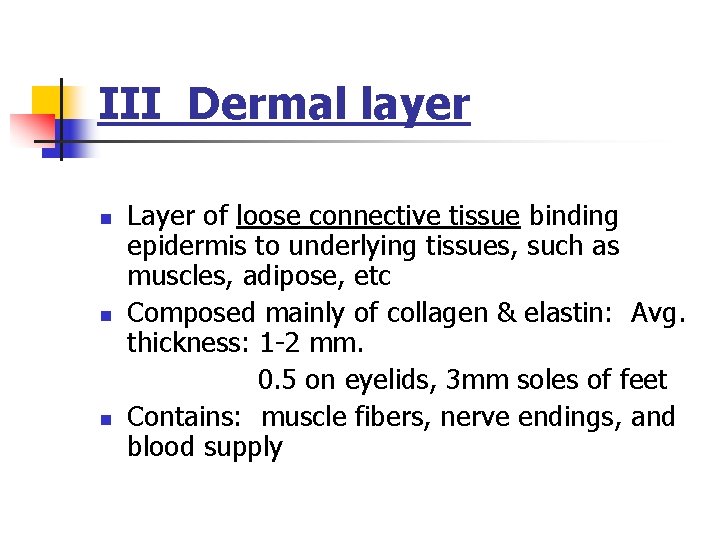 III Dermal layer n n n Layer of loose connective tissue binding epidermis to