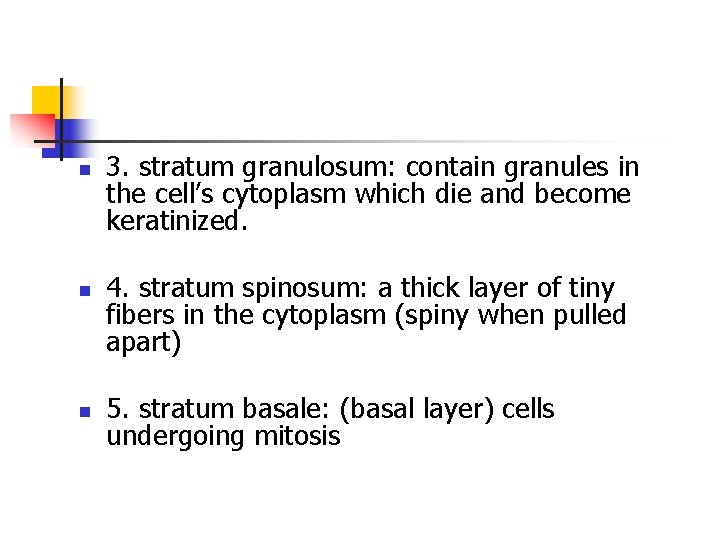 n n n 3. stratum granulosum: contain granules in the cell’s cytoplasm which die