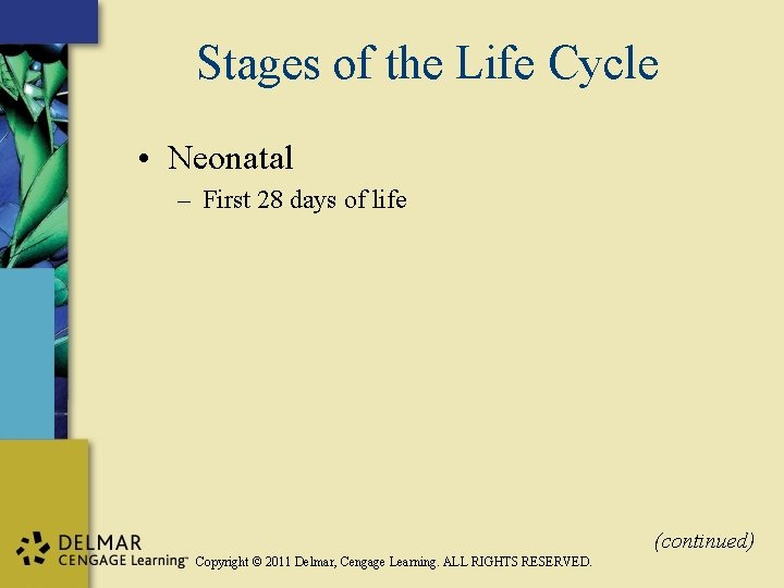 Stages of the Life Cycle • Neonatal – First 28 days of life (continued)