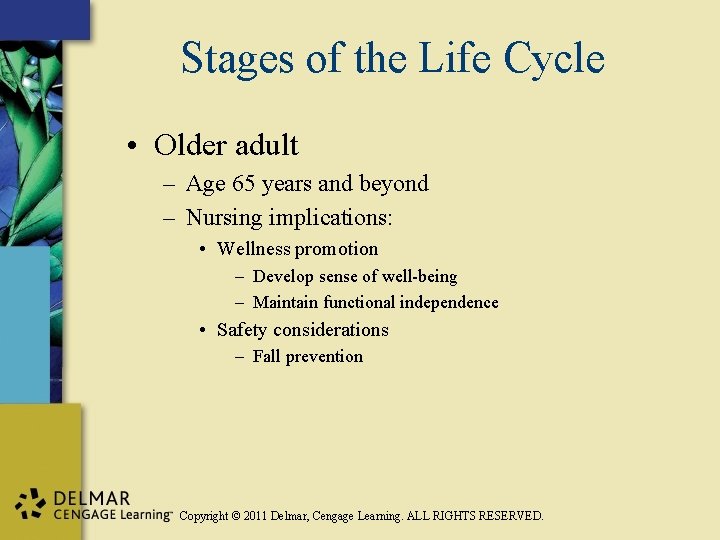 Stages of the Life Cycle • Older adult – Age 65 years and beyond
