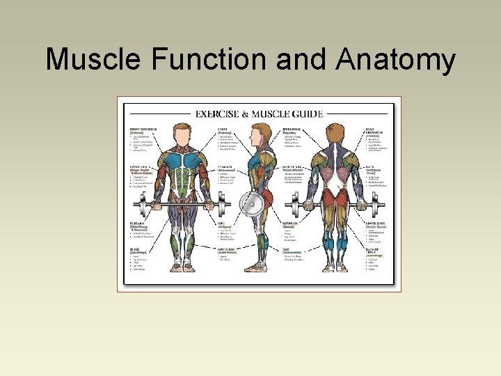 Muscle Function and Anatomy Muscle Architecture Muscle Cell