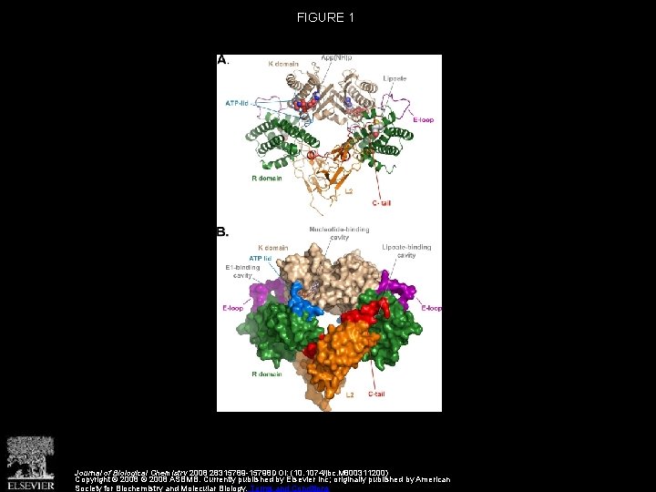 Structural and Functional Insights into the Molecular Mechanisms