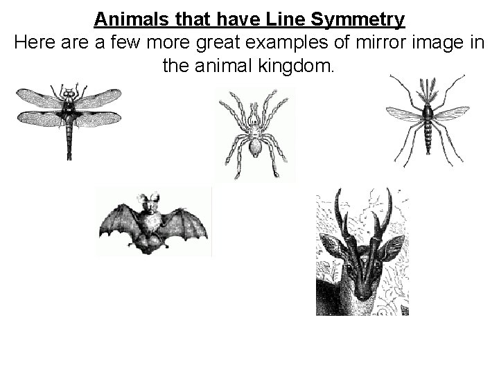 Animals that have Line Symmetry Here a few more great examples of mirror image