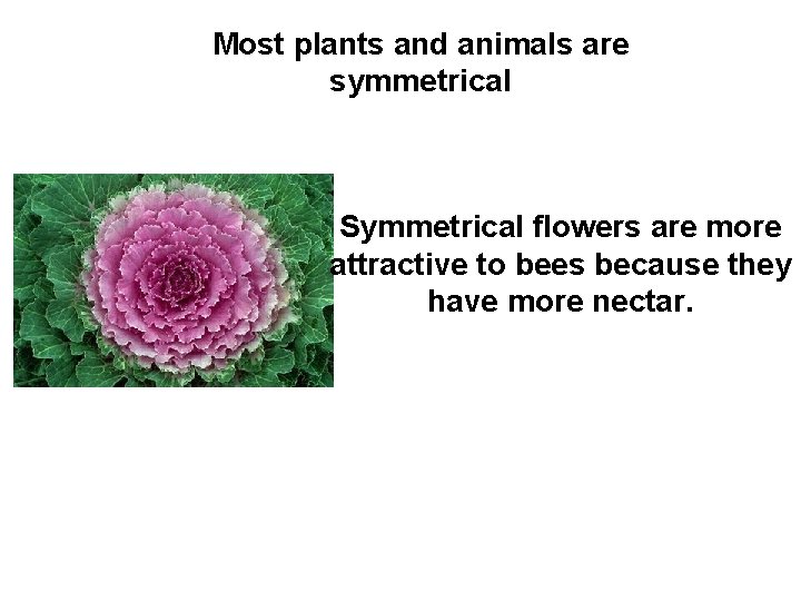 Most plants and animals are symmetrical Symmetrical flowers are more attractive to bees because