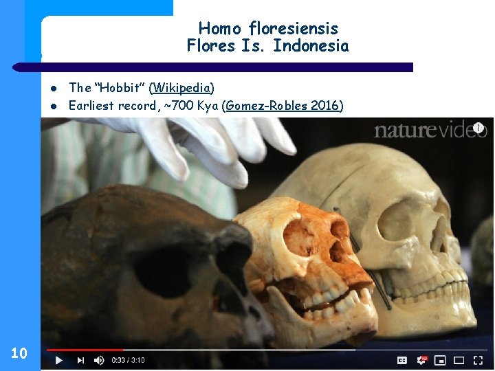 Homo floresiensis Flores Is. Indonesia 10 The “Hobbit” (Wikipedia) Earliest record, ~700 Kya (Gomez-Robles