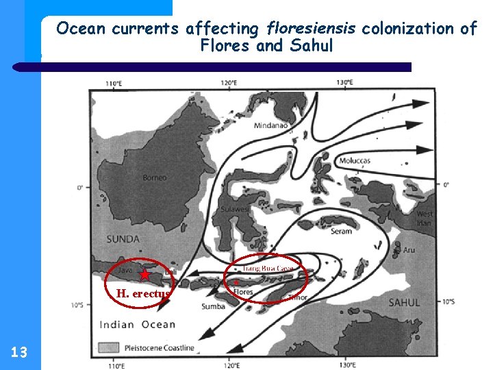 Ocean currents affecting floresiensis colonization of Flores and Sahul H. erectus 13 