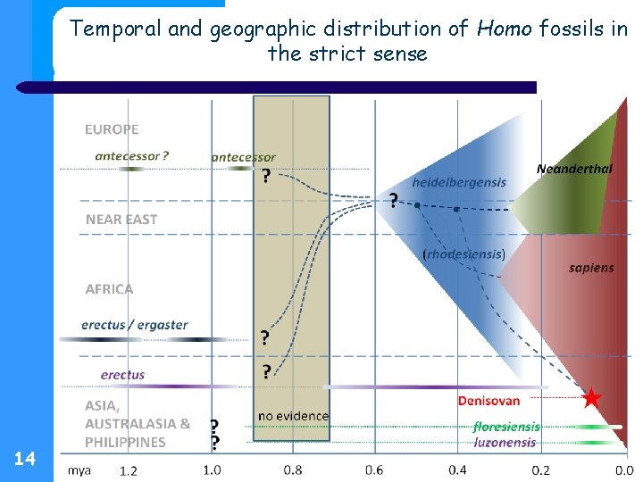 Temporal and geographic distribution of Homo fossils in the strict sense 14 