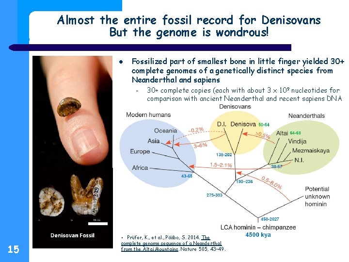 Almost the entire fossil record for Denisovans But the genome is wondrous! Fossilized part