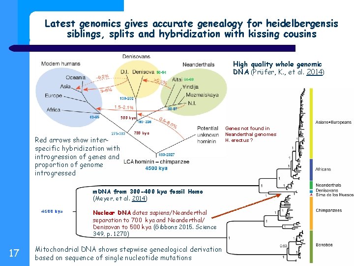 Latest genomics gives accurate genealogy for heidelbergensis siblings, splits and hybridization with kissing cousins