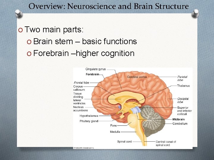 Overview: Neuroscience and Brain Structure O Two main parts: O Brain stem – basic