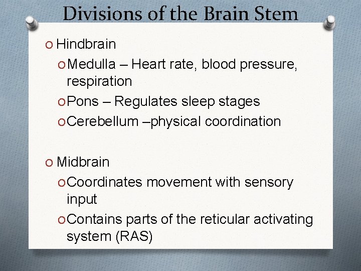 Divisions of the Brain Stem O Hindbrain O Medulla – Heart rate, blood pressure,