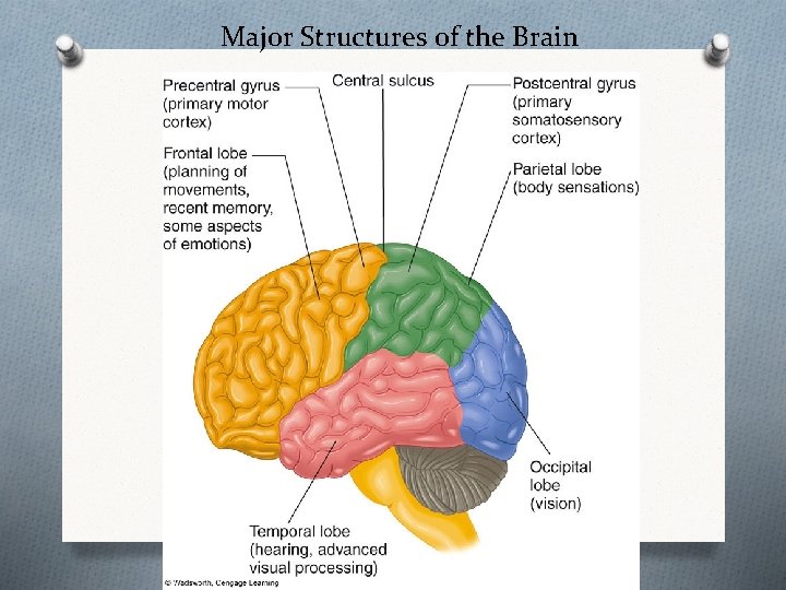 Major Structures of the Brain 