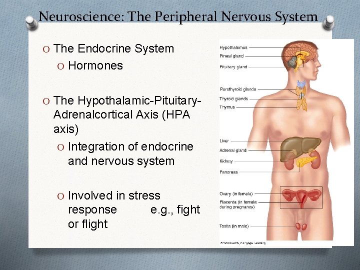 Neuroscience: The Peripheral Nervous System O The Endocrine System O Hormones O The Hypothalamic-Pituitary-