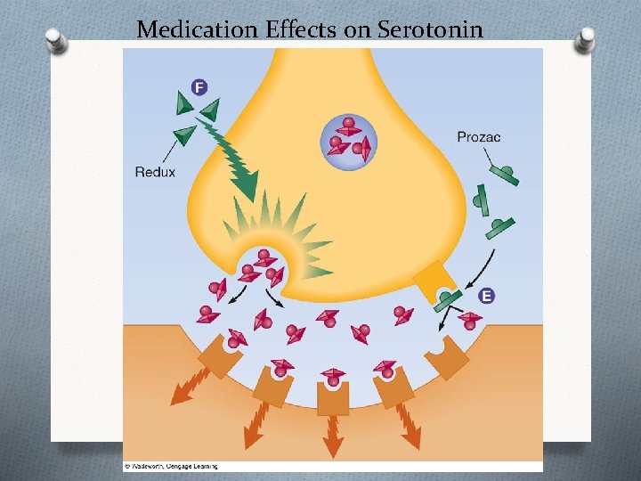 Medication Effects on Serotonin 